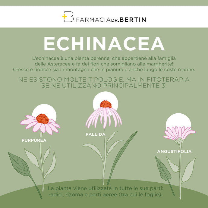 I vantaggi dell'Echinacea